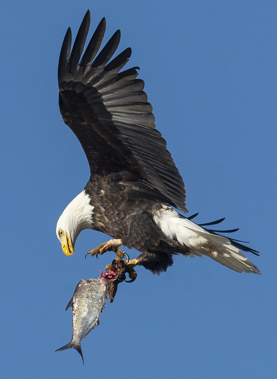 010419eagle_th1