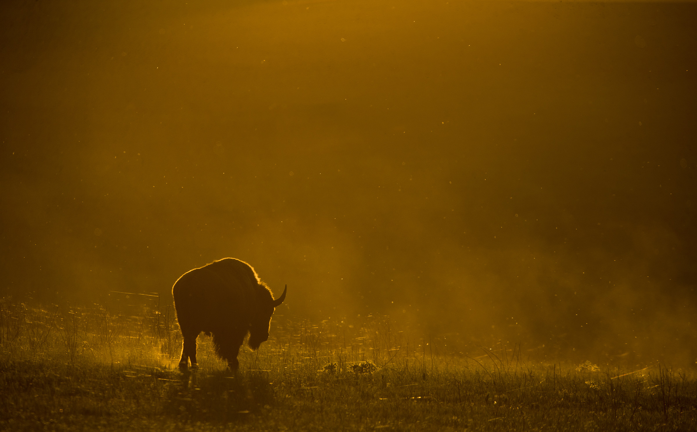 042815bison_th2